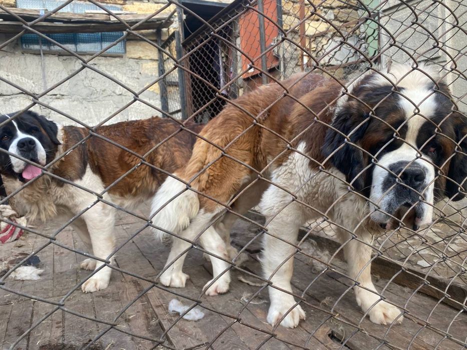 Сенбернар Одеса