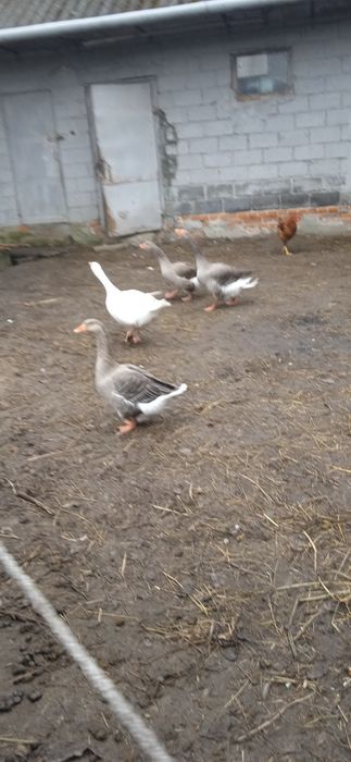 Sprzedam gęś landes