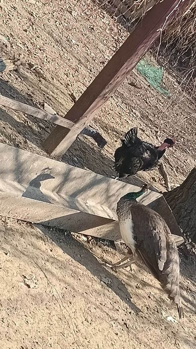 Sprzedam pawicę 4 letnia