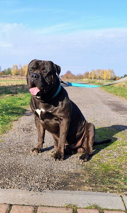 American Bully Reproduktor Krycie