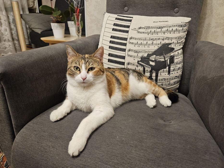 Sopi - przepiękna i grzeczna trikolorka