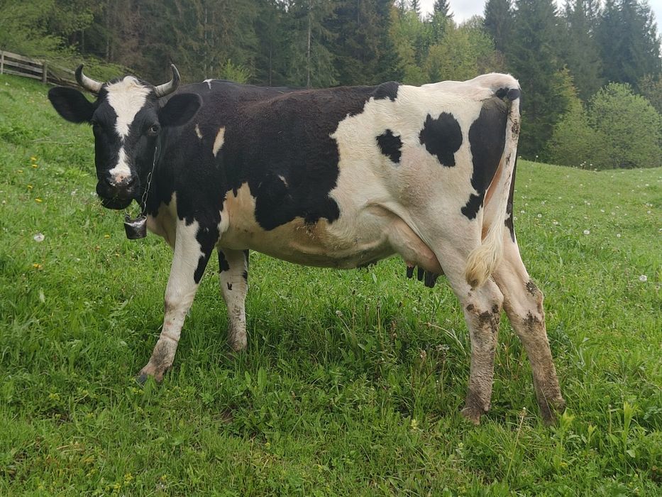 Продам породисту корову, породи ЧОРНА РЯБА недорого...