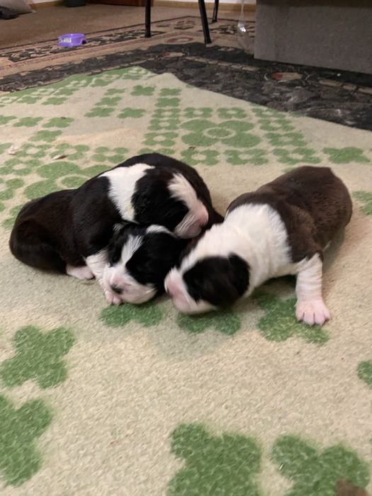 Готовятся к продаже щенки Алабая со щенячками