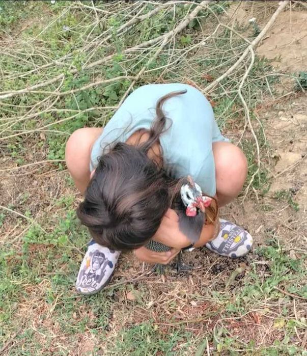 Galinha de angola macho