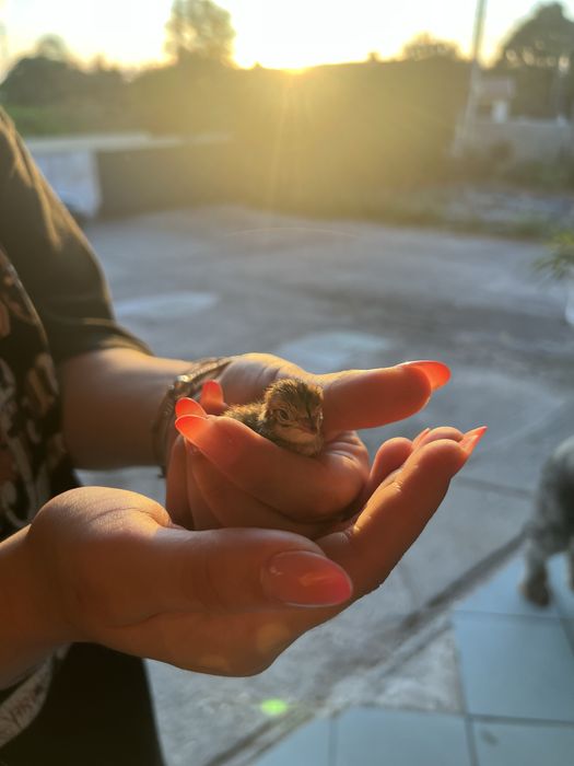Ovos codorniz gigante galados e para consumo