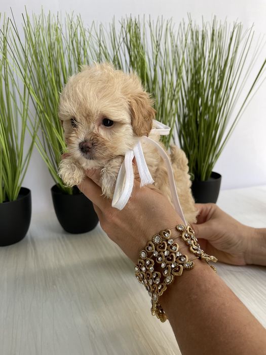 Мальтипу F1 — Їх хочеться обіймати вічно!