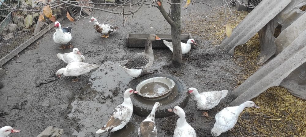 Продам мускусних качок (шипуни)