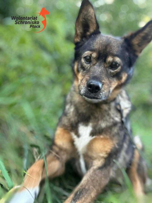 Cudowna suczka szuka domu!