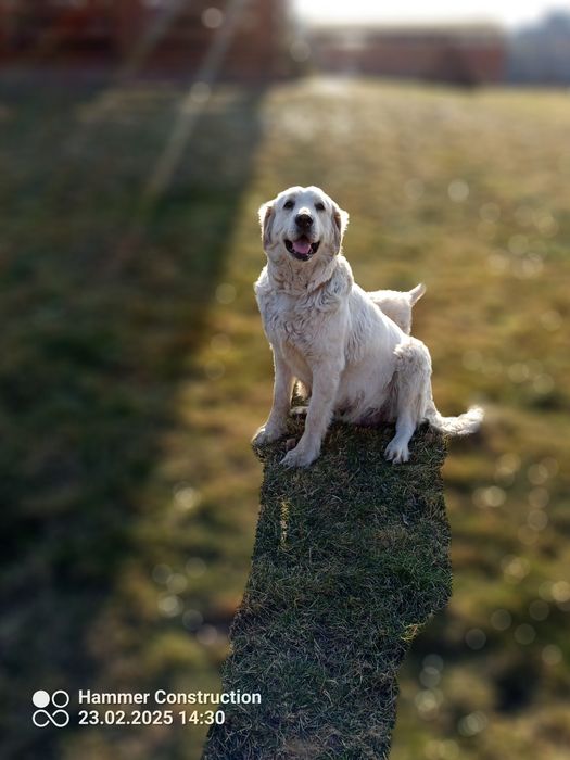 Owczarek podhalański