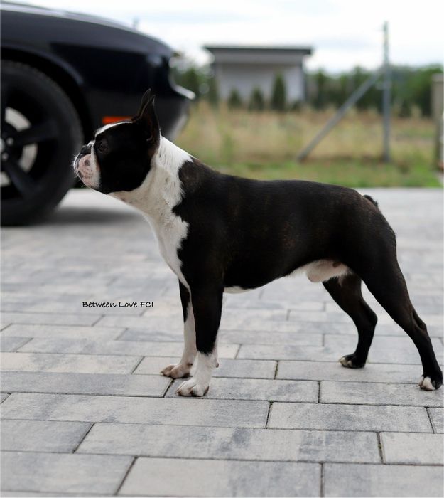 Boston terrier samiec