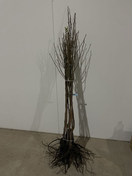 Саджанці плодових дерев ОПТ | Саженцы плодовых деревьев | Розплідник