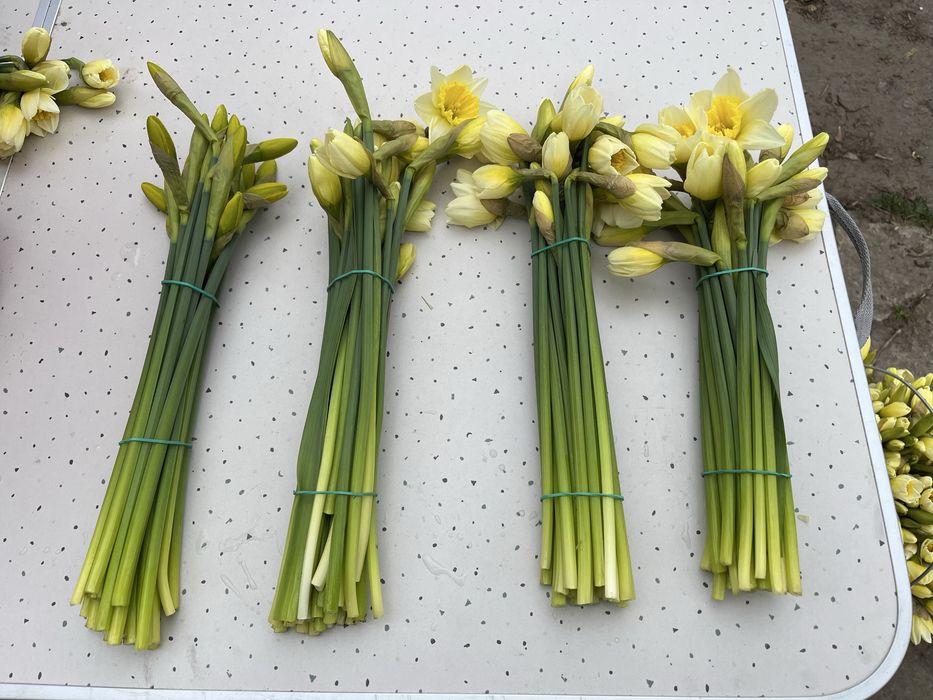 Żonkile ciete swieże paczka 25szt.