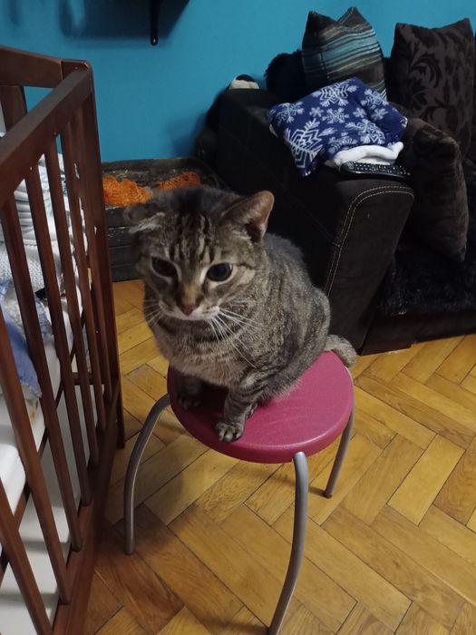 Zaginął kot Czesiu