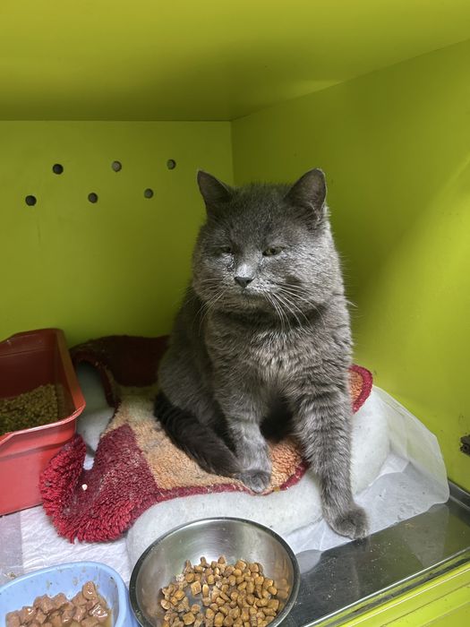 Шукаю для котика родину