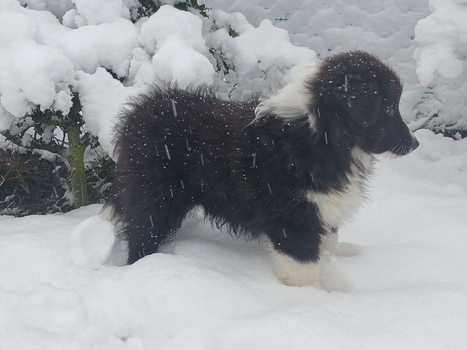 Owczarek szetlandzki - piesek bi black