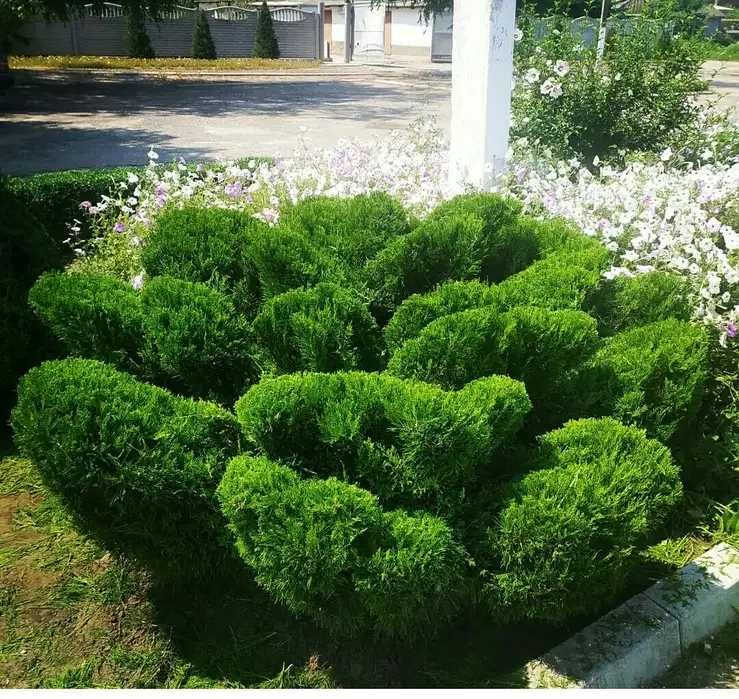 Стрижка рослин і туй