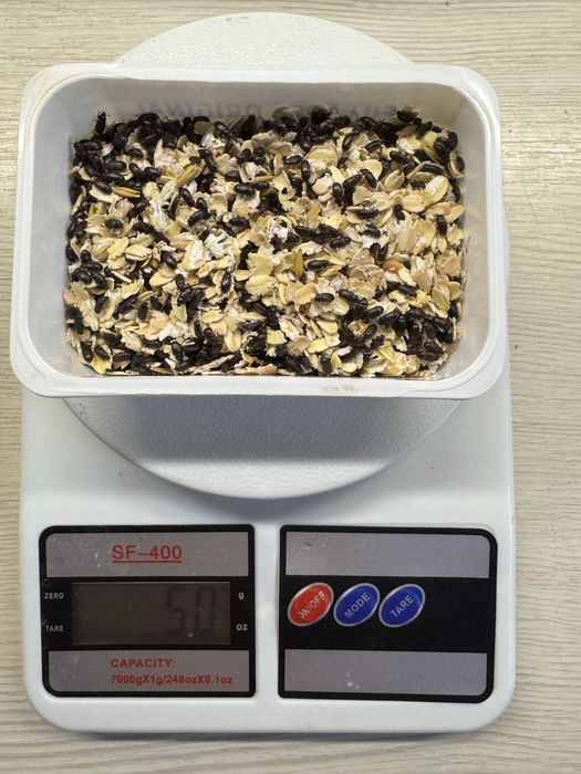 Жук знахарь (чернотелка)