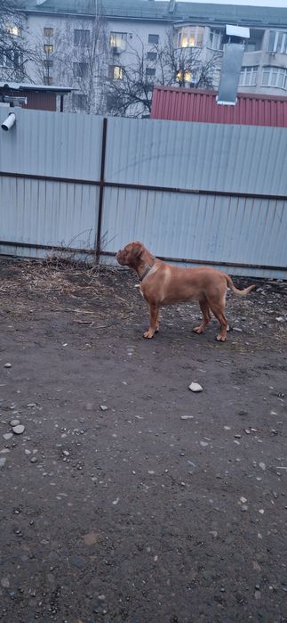 Бордоскій дог вязка