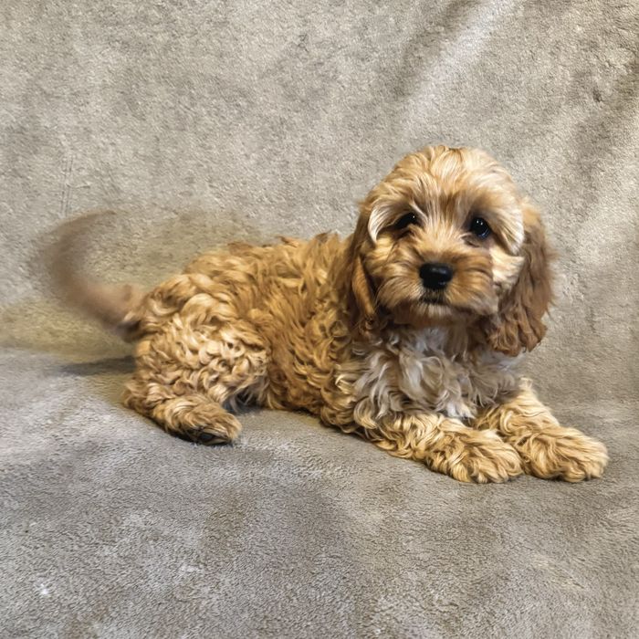 ^^SUCZKA^^Cavapoo