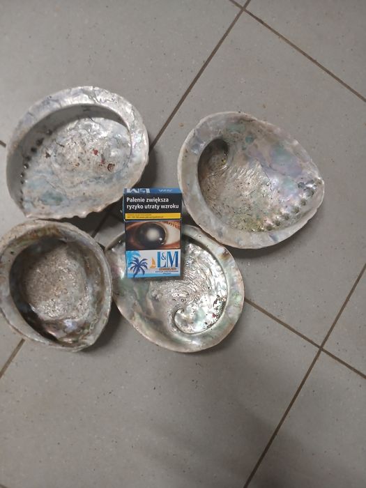 Abalone muszle 4 sztuki