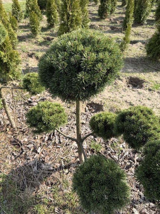 Sosna szczepiona bonsai piekna