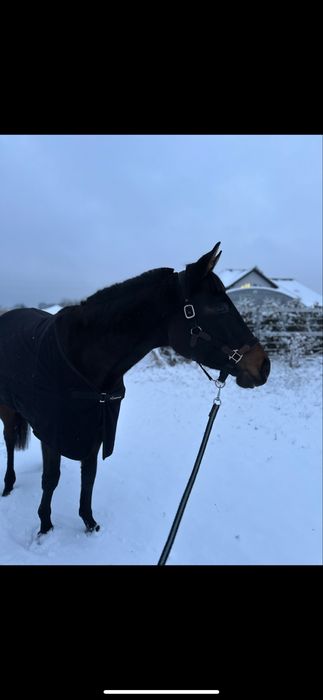 Sprzedam  klacz do towarzystwa/hodowli/lekkich jazd