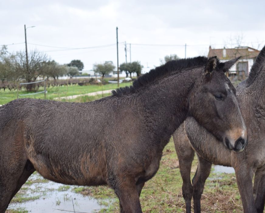 Poldro lusitano de 1 ano