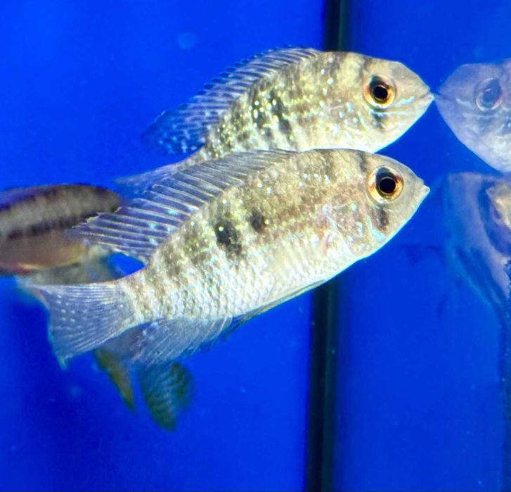 Akara paskowana ok. 5cm