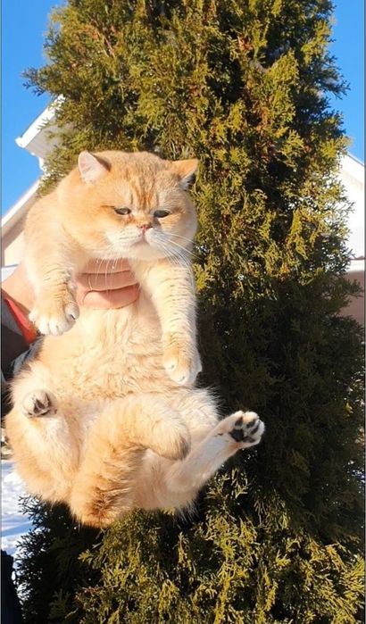 Золотий британський котик  шиншила