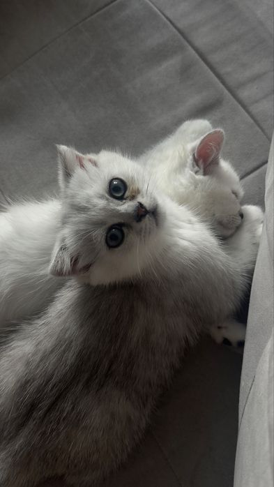 Шотландские вислоухие и прямоухие котята