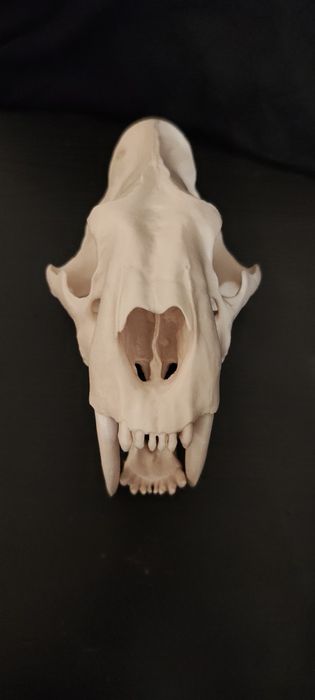 Czaszka smilodon kot szablasty wydruk 3d