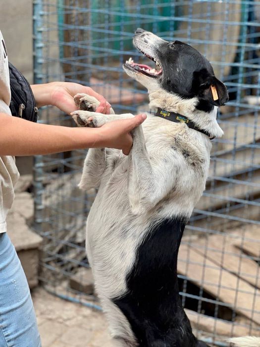 Пес 2 роки , добрий , в родину