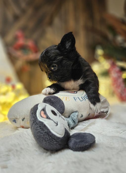 Chihuahua zarezerwowana