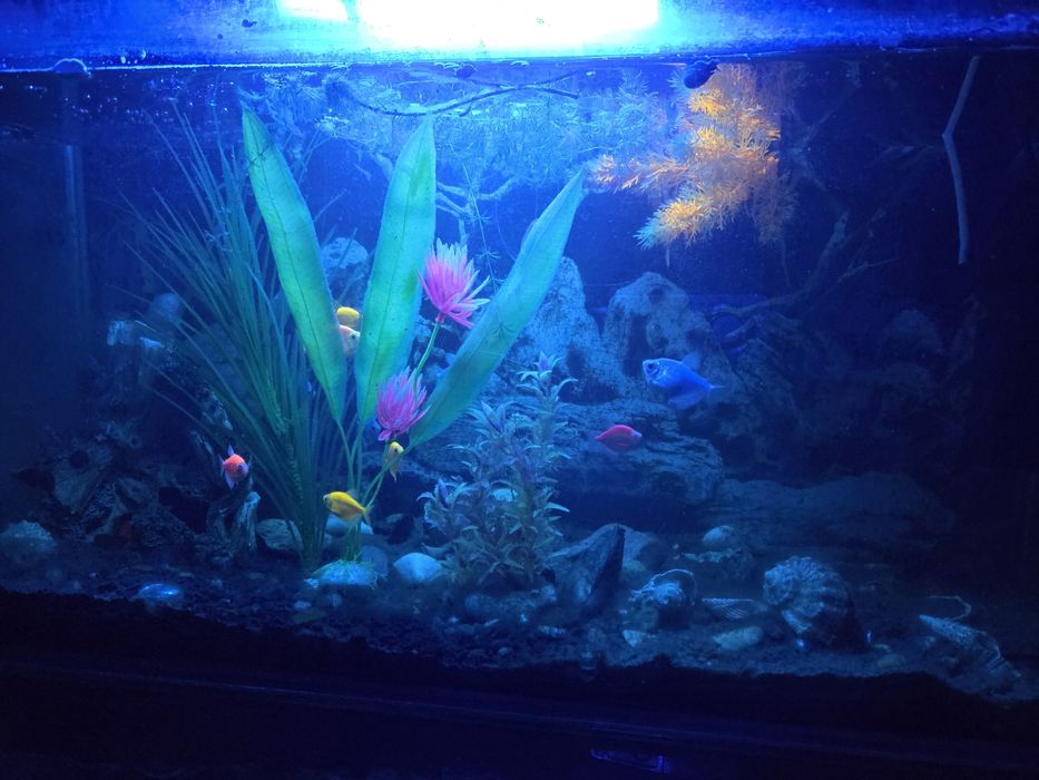 Акваріум на 100 л.