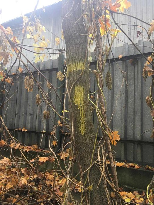 Klon czterolistny - 7 drzew do ścięcia i zabrania w Toruniu