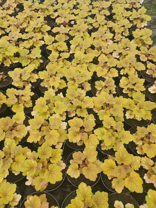 Żurawka ogrodowa, Heuchera mnóstwo kolorów