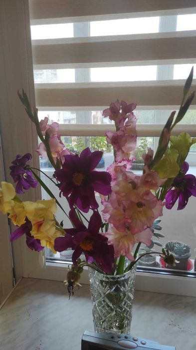 Продам клубні фіолетових жоржин