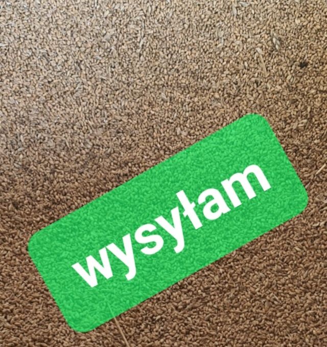 Pszenica 25kg dla kur drobiu wysyłka od rolnika