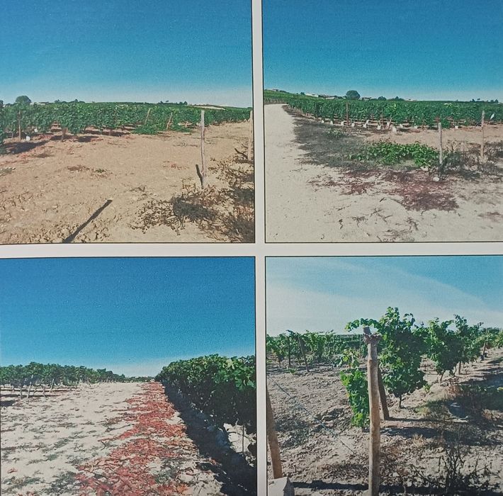 Vinha em zona privilegiada da Bairrada (DOP)