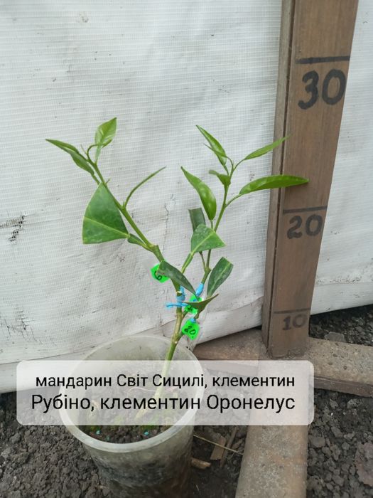 Дерево сад на 3 вида цитрус