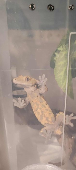 Sprzedam gekona orzęsionego z całym wyposażeniem