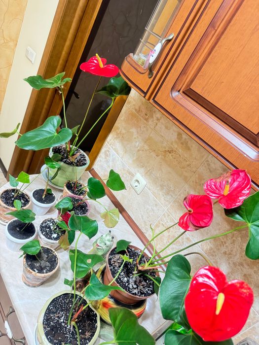 Антуріум червоний