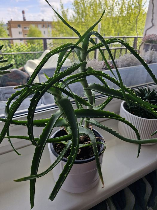 Kwiaty aloes,juka,skrzydłokwiat i inne