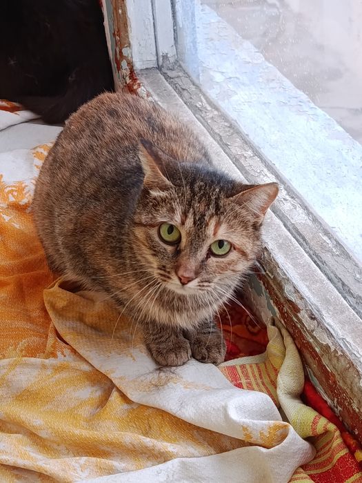 Стерилизованны кошечки бесплатно. Кошка даром. Котенок. Котята. Срочно