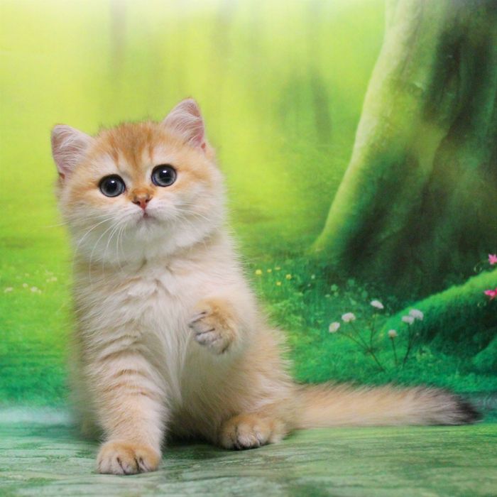 Надзвичайна дівчинка для найкращої мами