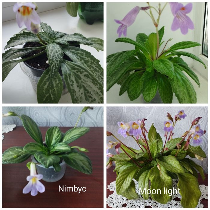 Примуліна хірита