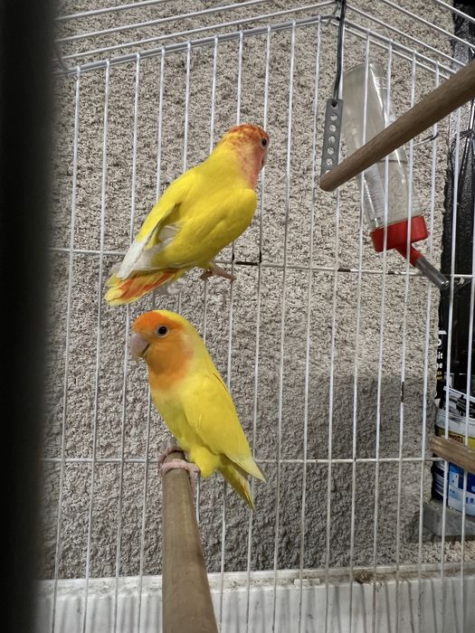 Agapornis roseicolis