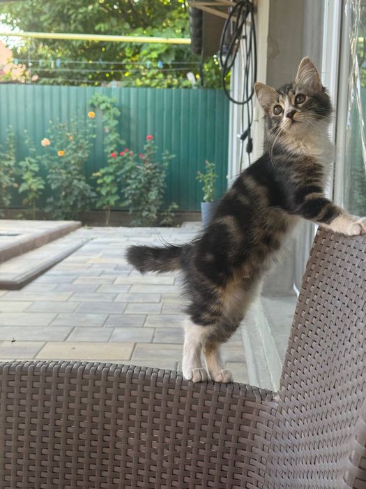 Ищем любящий дом для котят