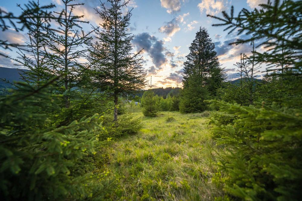 Земельна ділянка у с. Стаїще (Верховинська ОТГ) площею 89 сотих
