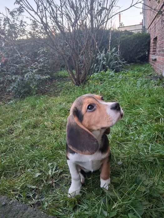 Beagle suczka szczeniak